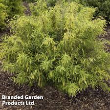 Image result for Lagenaria rufa