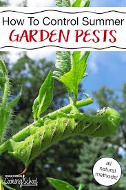 Check spelling or type a new query. Summer S Most Infamous Pests And How To Combat Them Naturally