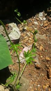 Image result for Ipomoea mauritiana