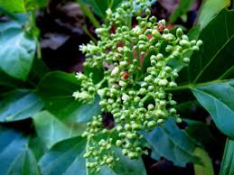 Image result for Premna senensis