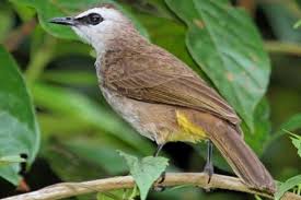 Aug 16, 2021 · cara masteran burung kicauan menggunakan mp3 gambar burung kicau. Download Mp3 Suara Burung Trucukan Untuk Masteran Dan Kicauan Gemar Ternak Dan Kicau Burung Burung Gambar Burung Habitat
