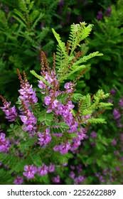 Image result for Hionanthera