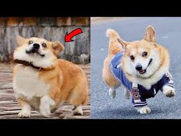 Coub is youtube for video loops. Video Funny Corgi Video