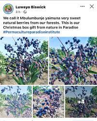 Image result for Cissus cornifolia