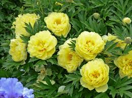Home > australia > gardening > peonies. Grower Tips For Garden Intersectional And Tree Peonies Walters Gardens Inc