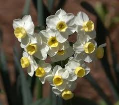 Narcissus Avalanche Early Mid Tazetta Daffodil Flower Daffodils Fall Bulbs