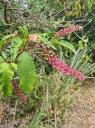 Image result for Phytolaccaceae