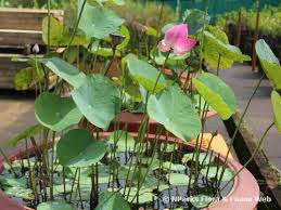 There a few places where you can buy preserved flowers in singapore. Nelumbo Nucifera
