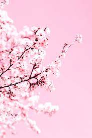 Check spelling or type a new query. Cherry Blossom Wallpapers Free Hd Download 500 Hq Unsplash