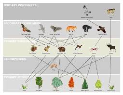 This Link Explains The Redundancy Present In The Food Web It Also Provides Many Definitions Related To Diversity