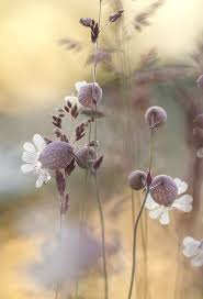Blaassilene Dikie Cvety Lugovye Cvety Krasivye Cvety