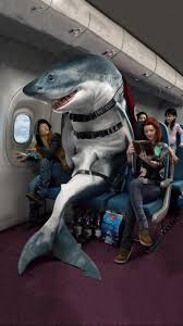 Shark On A Plane Video Shark Shark Pictures Sharks Funny