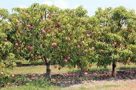 Check spelling or type a new query. Mango Tree My Favorite Tree From In The Philippines Mango Tree Fruit Garden Growing Fruit Trees