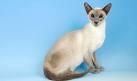 Lilac Point Siamese Cats