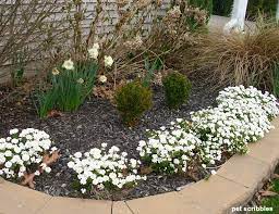 Candytuft An Easy Year Round Garden Beauty Garden Sanity By Pet Scribbles