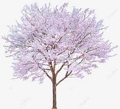 Pink Cherry Tree Cherry Decoration Pattern Tree Clipart Pink Cherry Tree Png Transparent Clipart Image And Psd File For Free Download Trees To Plant Cherry Tree Tree Psd