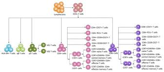 Image result for T-Lymphocyte