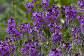 Goldlack gelb erysimum cheiri gelb. Goldlack Pflanz Und Pflegetipps Fur Die Duftstaude