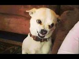 Funniest Animals Best Of The 2020 Funny Animal Videos Cutest Animals Ever Youtube If we were to widen our scope to cover the top 100 youtube videos, you would find that 95 are music videos.