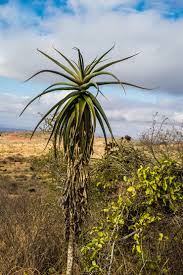 Image result for Aloe ballii