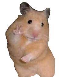 If you are looking for the history of a meme, check out ah unfortunately that would look terrible with the 2d plane spinning on an axis. Peace Sign Hamster Meme Png Profilbilder Lustige Profilbilder Lustige Hamster