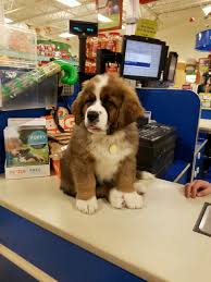 12 week old saint bernard puppy at petsmart aww