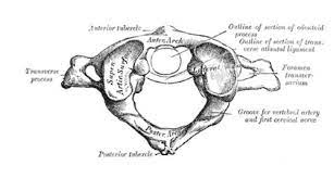 Der erste wirbel deiner wirbelsäule bezeichnet. Atlaswirbel Beschwerden Und Symptome Heilwiki Gesundheitsportal