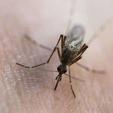 Die pflanze kann ebenfalls als schutz vor insekten dienen. Mucken Loswerden Was Gegen Die Insekten Plage Hilft Verbraucher