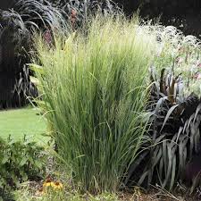 Image result for Panicum monticola