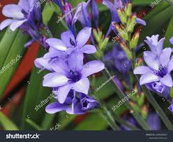 Image result for Babiana