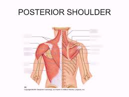 Learn their origins/insertions, functions & exercises. Posterior Shoulder Muscles Diagram Quizlet