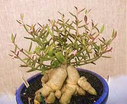 Image result for Monadenium rugosum