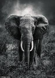 Pin By Lauraarbuckle On Grey Aesthetic Elephants Photos Elephant Pictures Elephant Photography