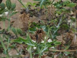 Image result for Argemone mexicana