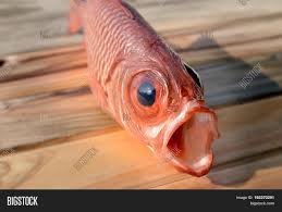 Rings on every scale can tell us about a fish's age. Fresh Pinecone Image Photo Free Trial Bigstock