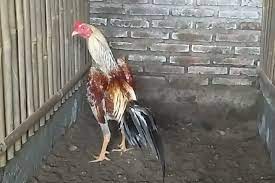 Scopri ricette, idee per la casa, consigli di stile e altre idee da provare. Bentuk Dan Model Kaki Ayam Petarung Pukul Saraf Ko Mengenal Ciri Fisik Ayam Bangkok Pukul Syaraf Bangkokterbaik