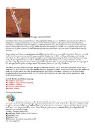 Learn how to graft durian musang king. Tut Pokok