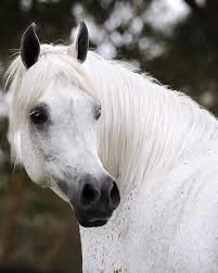 موضوع اليوم هو صور لألتفاتتة الخيل و جمال الالتقاطه Horses Instagram Posts Instagram