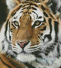 Printable tiger cross stitch pattern. Artecy Cross Stitch Siberian Tiger Cross Stitch Pattern To Print Online