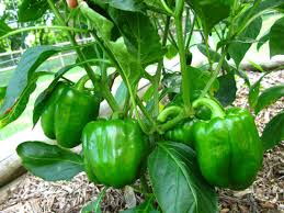 Green peppers need plenty of air circulation, which means adequate space is essential for optimal fruit development. Growing Peppers In Your Container Vegetable Garden Organic Authority