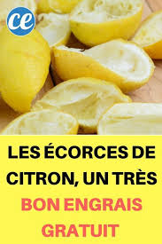 Les Ecorces De Citron Un Tres Bon Engrais Gratuit Pour Votre Potager Potager Engrais Ecorce De Citron