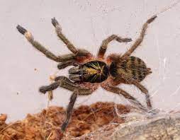 Check spelling or type a new query. Neoholothele Incei Trinidad Olive Tarantula Care Sheet Keeping Exotic Pets