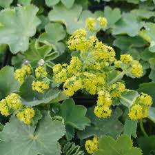 Image result for Alchemilla ellenbeckii