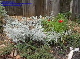 Desert sage artemisia cana is a species of sagebrush native to western and central north america, a member of. Plantfiles Pictures Artemisia Dusty Miller Louisiana Sagewort Native Wormwood White Sage Silver King Artemisia Ludoviciana By Yvana