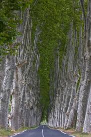 Pin By Astier On Trees Plane Tree Tree Tree Forest