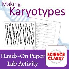 • hence difficult to demonstrate the arrangement of bands at. Karyotype Worksheets Teaching Resources Teachers Pay Teachers