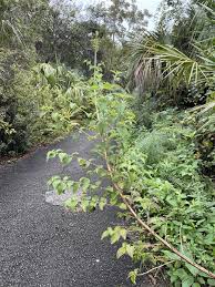 Image result for Mesosphaerum pectinatum