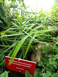 Image result for Afrocarpus