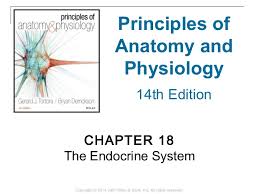 18 chapter 18 the endocrine system