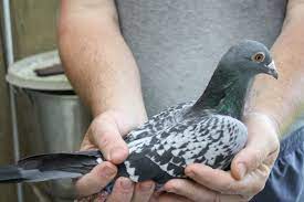 Pigeon racing requires a specific breed of pigeon bred for the sport, the racing homer. The Bull System Made Easy Winning Pigeon Racing And Racing Pigeons Strategies Pigeon Insider